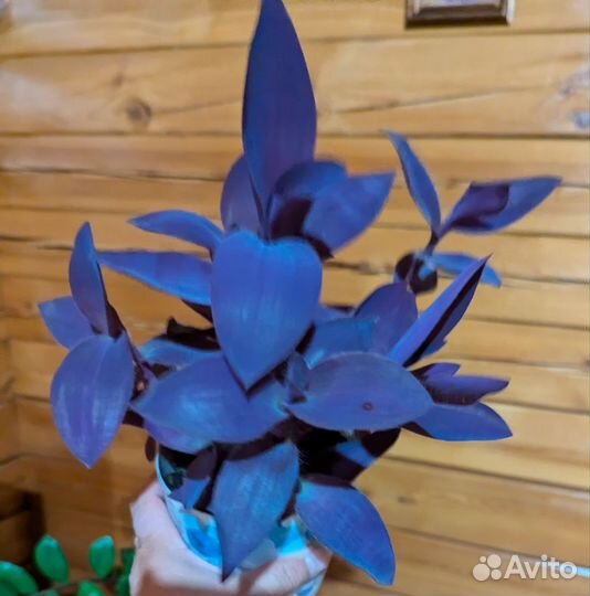 Традесканция Пурпурное сердце