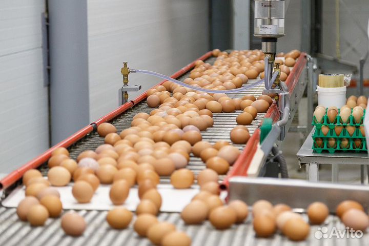 Вакансия на вахту на птицефабрике без опыта