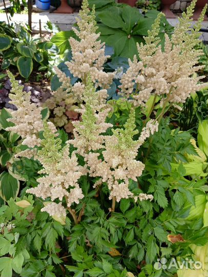 Астильбы в ассортименте