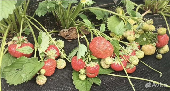 Кассетная рассада клубники Азия
