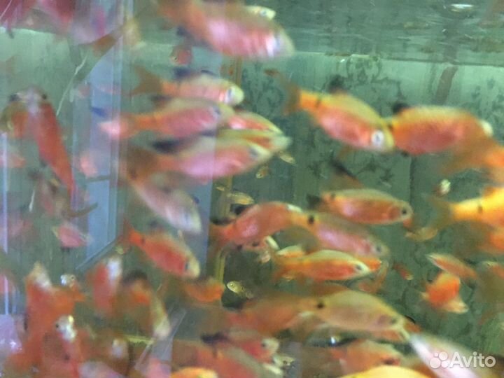 Аквариумные рыбки оптом