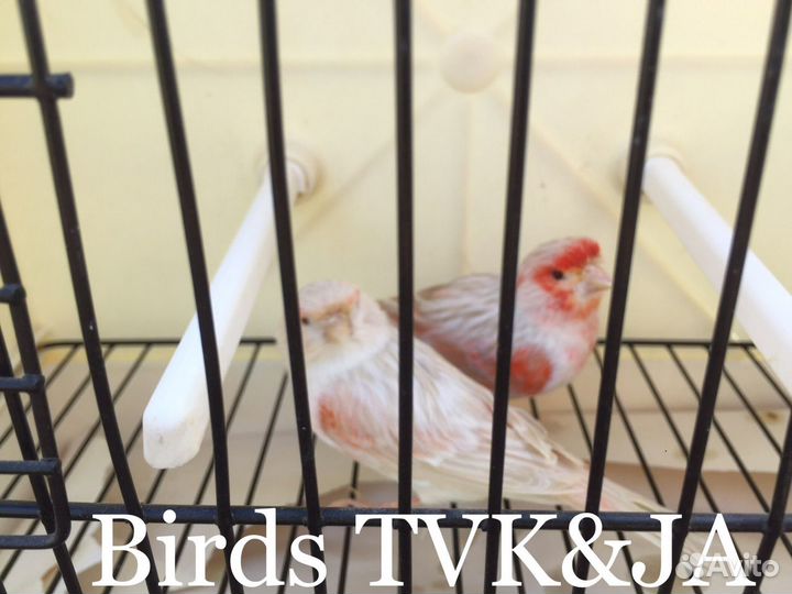 Кенара и канарейки сатинет красная мозаика