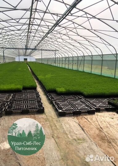 Зкс и окс Сосна Ель Лиственница сеянцы Голуб горн