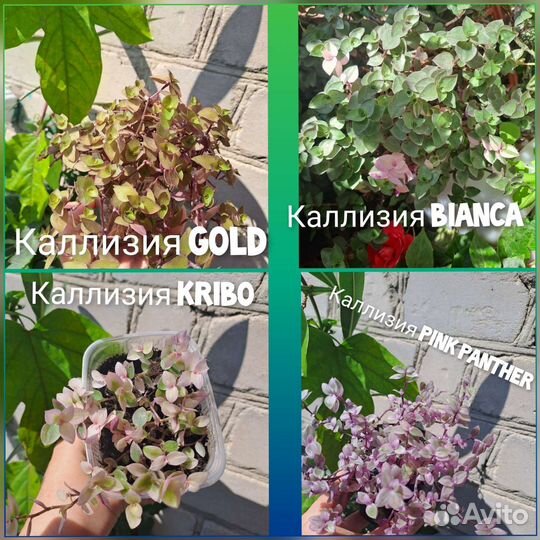 Традесканции, каллизии, монстера, мята