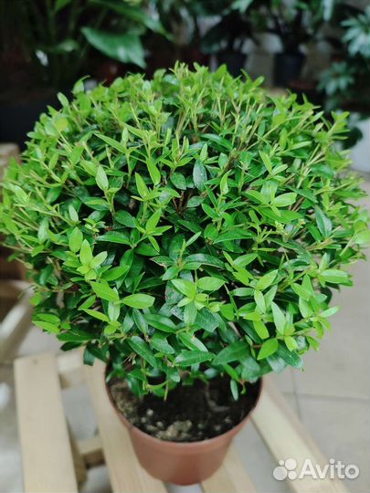 Миртовое дерево Communis