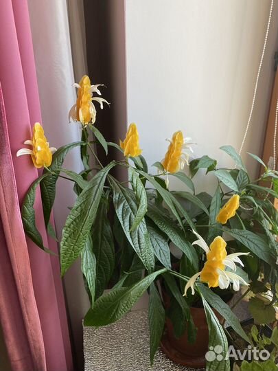 Черенки пахистахиса 100