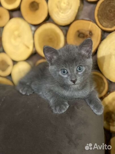 Котята турецкой ангоры