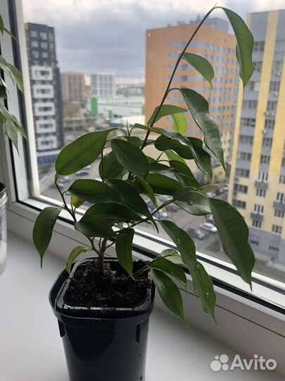 Фикус бенджамина