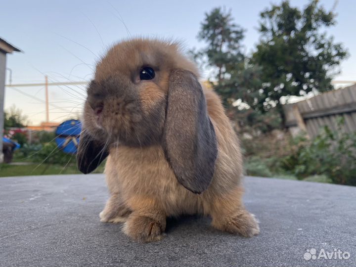 Кролик карликовый