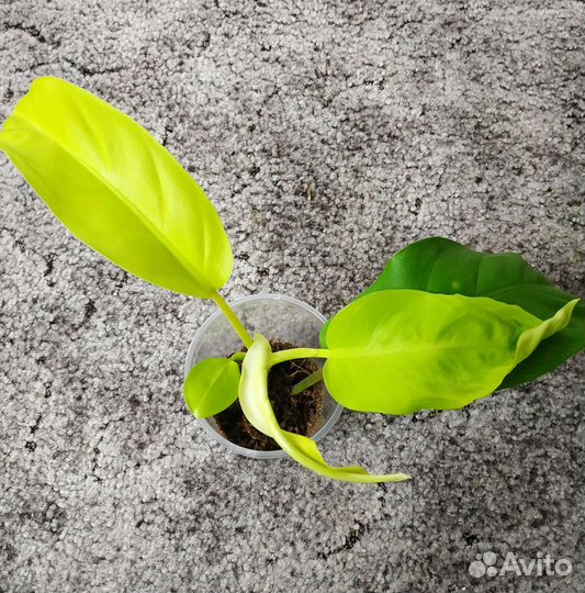 Филодендрон