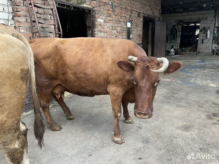 Корова дойная