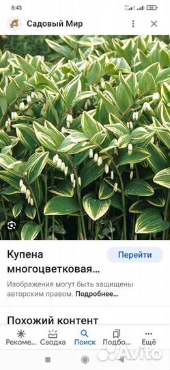 Купена вариегатная