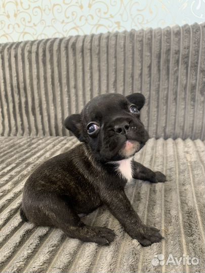 Щенки французского бульдога