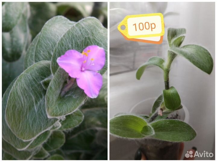 Традесканция (разные виды). Часть2