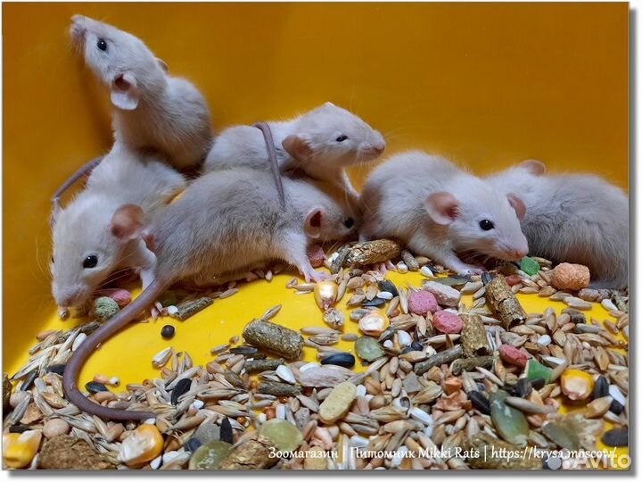 Крысы. Крысята Дамбо (сиамские крысята)