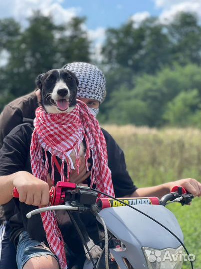 Собака в добрые руки