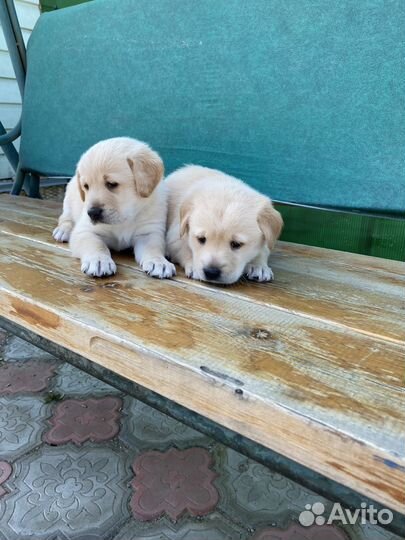 Щенки лабрадора