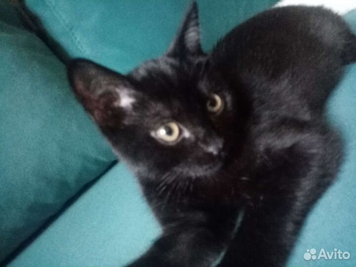 Котята в добрые руки бесплатно