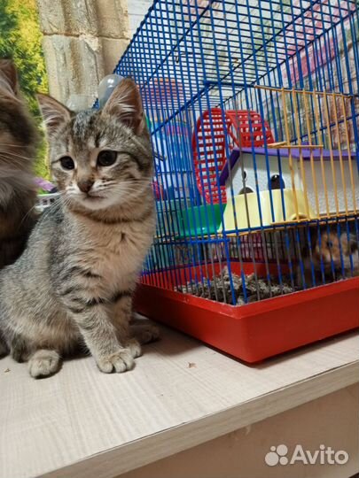 Котята девочки