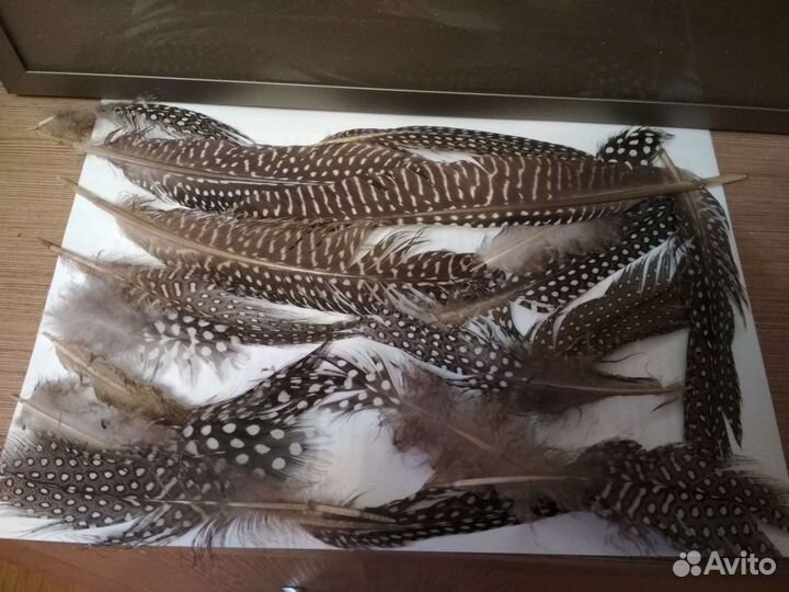 Перья цесарки