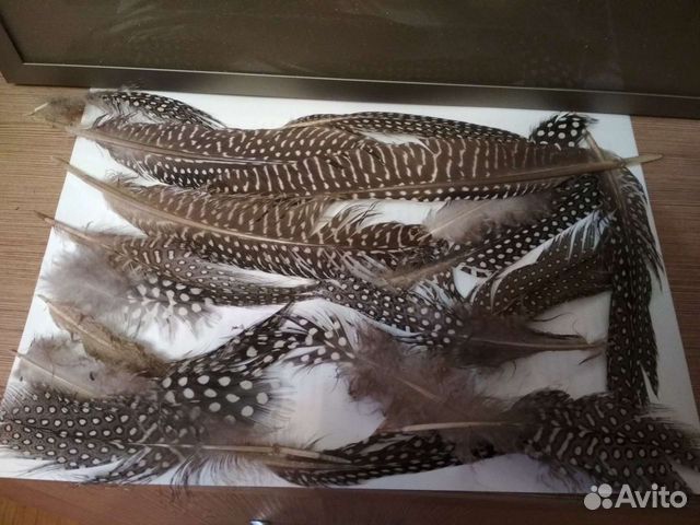 Перья цесарки