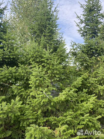 Пихта сибирская крупномеры