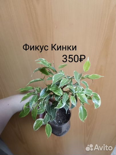 Фикус Кинки