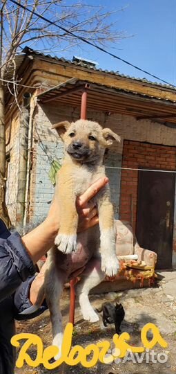 Щенки в добрые руки