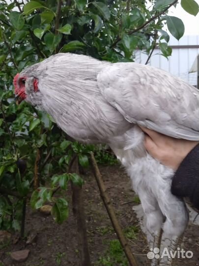 Петушки Лакендази, Айям Цемани, Америкуаны черыне