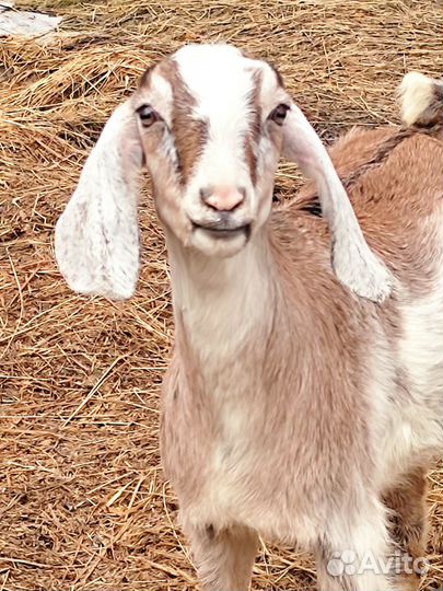 Англо нубийские козлята