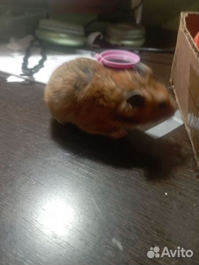 Хомячок