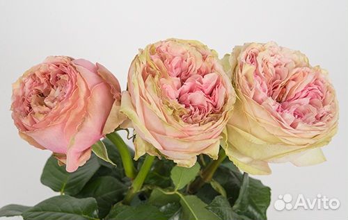 Роза зкс Люксор и другие