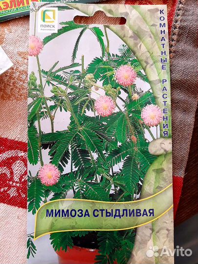 Семена красивоцветущих