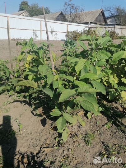 Грецкий орех