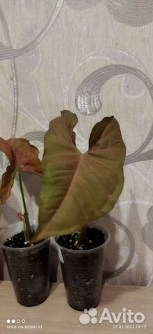 Муррая и др