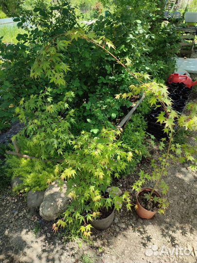 Клен Дланевидный Японский Саженцы