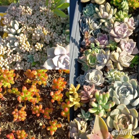 Суккуленты набор