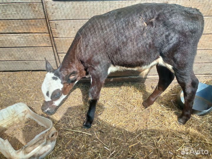 Телята; бычёк и тёлочка