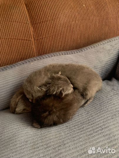 Котята британцы