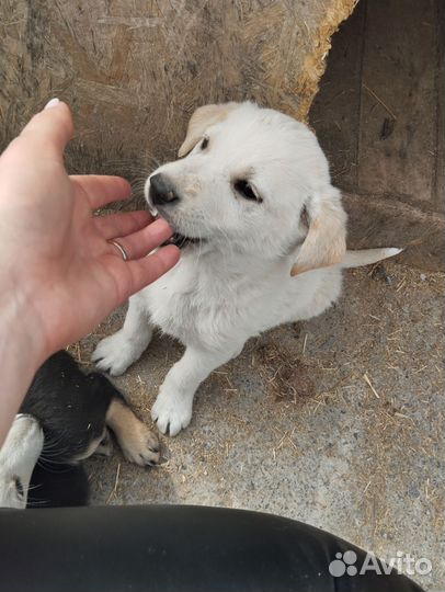 Щенки в поиске дома