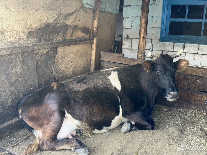 Корова дойная