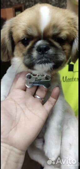 Адресник для собак