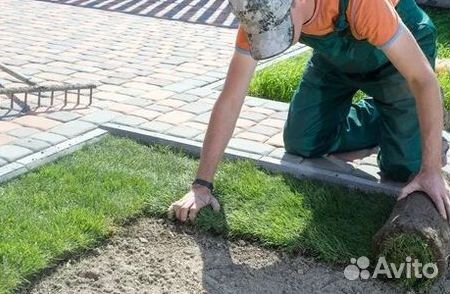 Продажа Рулонного газона