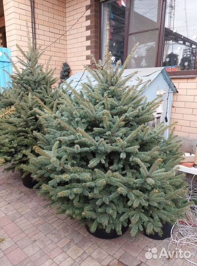 Ель 1.5м