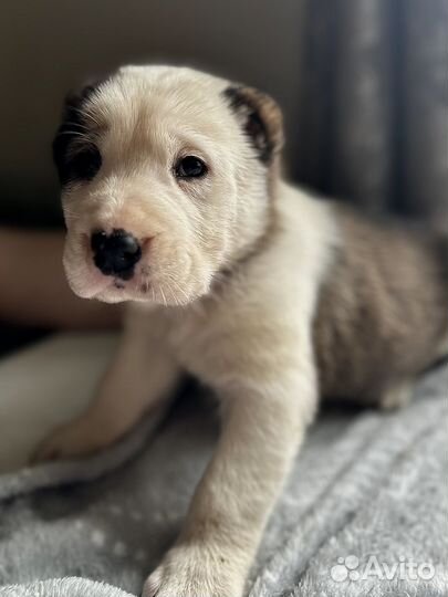 Щенки Алабая (среднеазиатская овчарка сао)