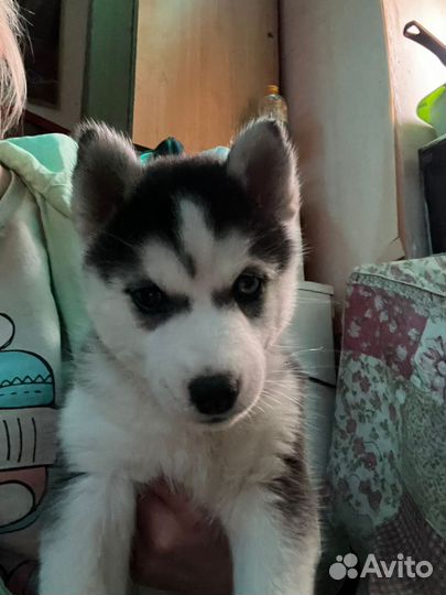 Щенки хаски