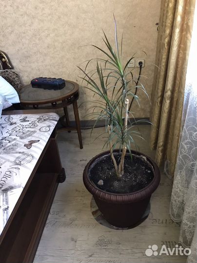 Драцена
