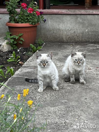 Отдадим бесплатно кошку и котят в добрые руки