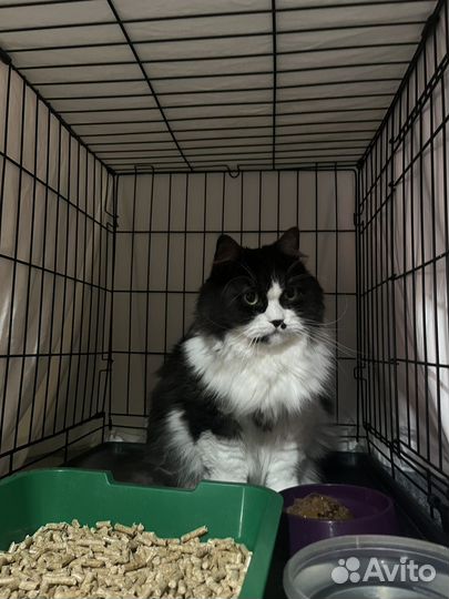 Меня предали