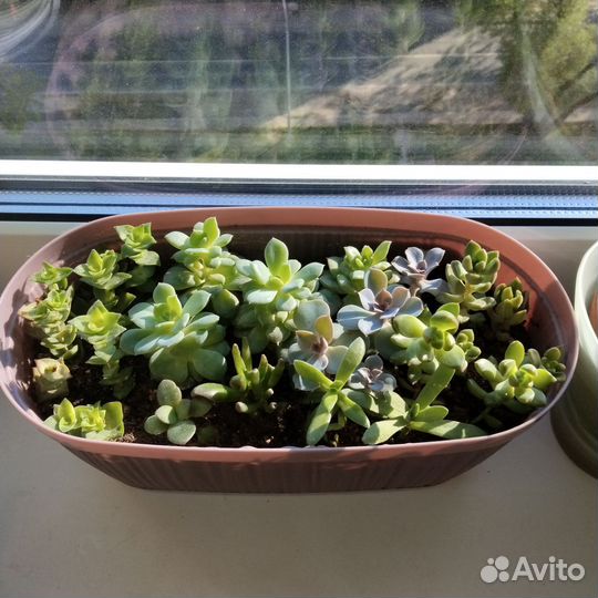 Толстянка, суккуленты